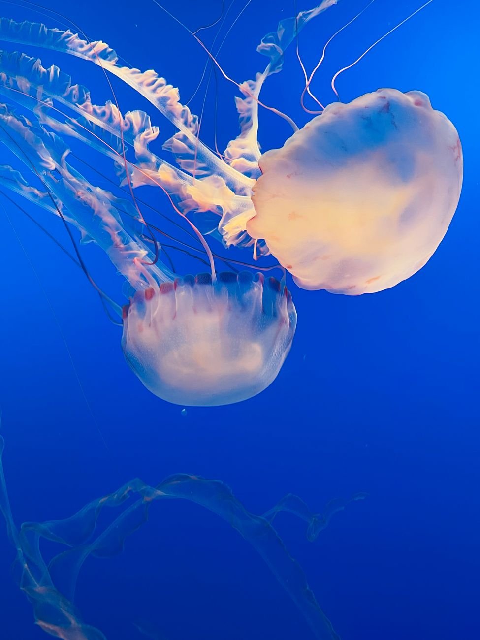 tanks at the Monterey Bay Aquarium