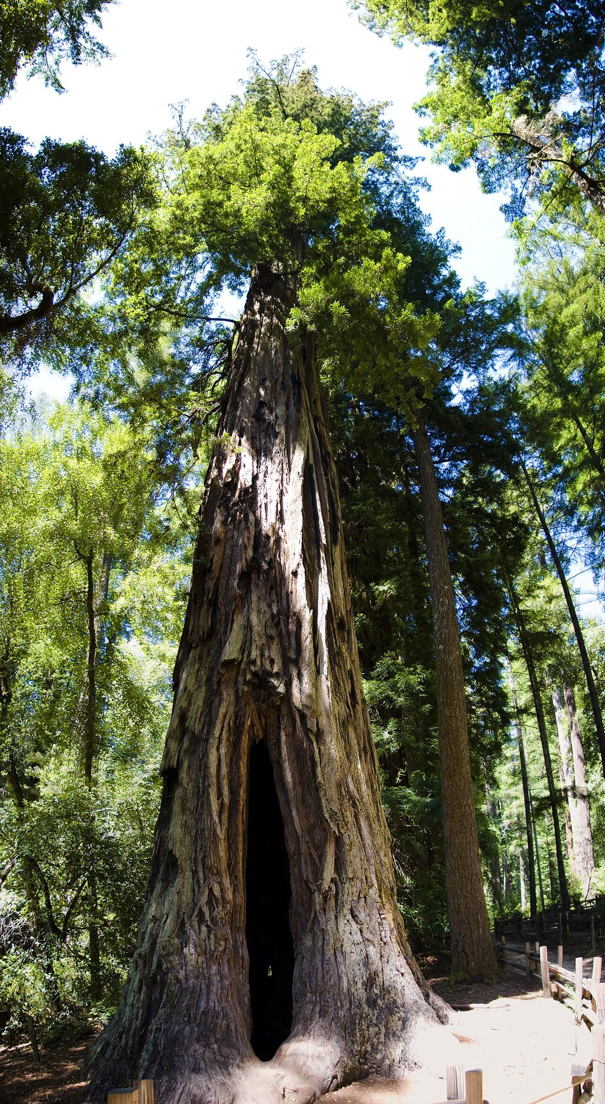 redwood trail at Big Basin