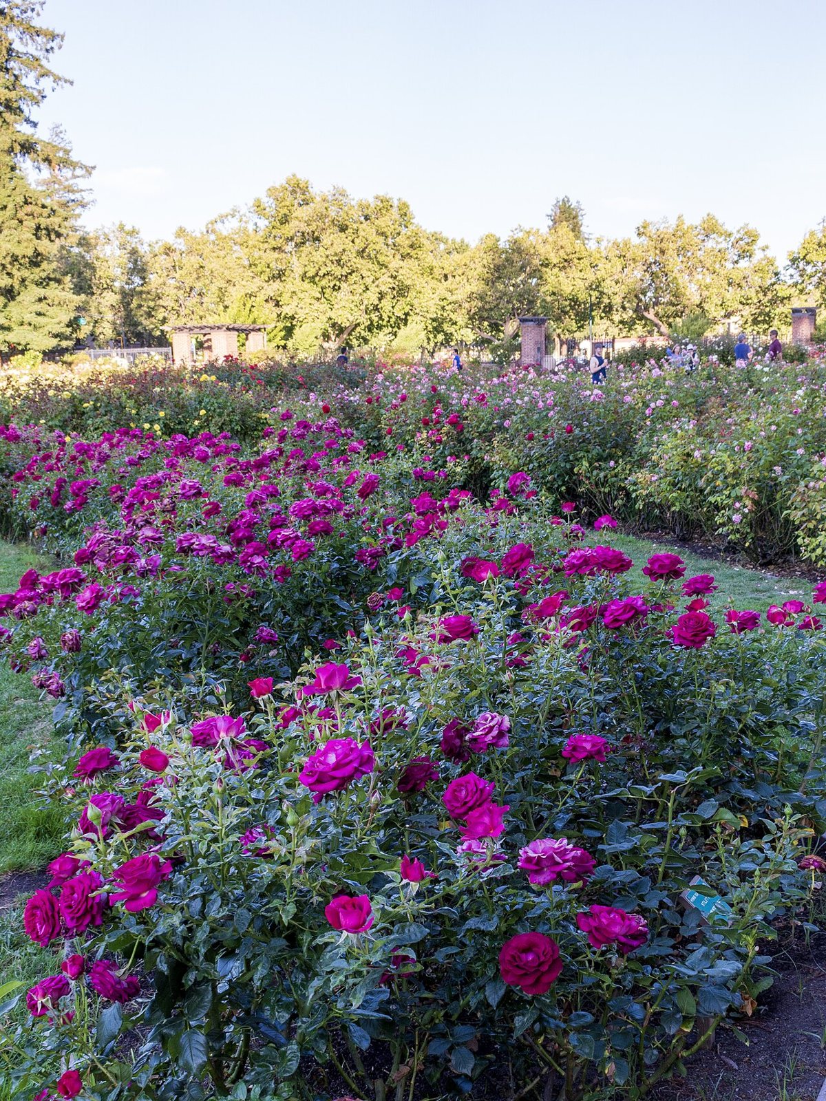 rose bushes in formal beds at Municipal Rose Garden San Jose