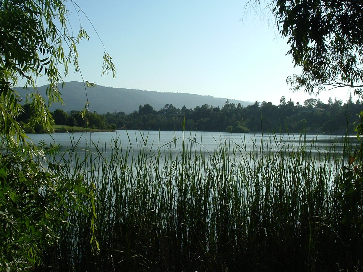 Vasona Lake seen through lakeside reeds in Los Gatos