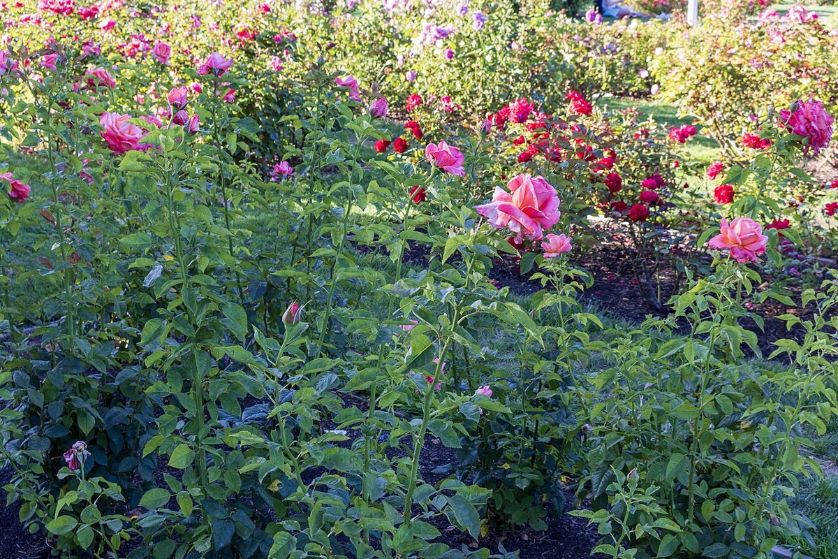 Rows of blooming roses at the Municipal Rose Garden in San Jose