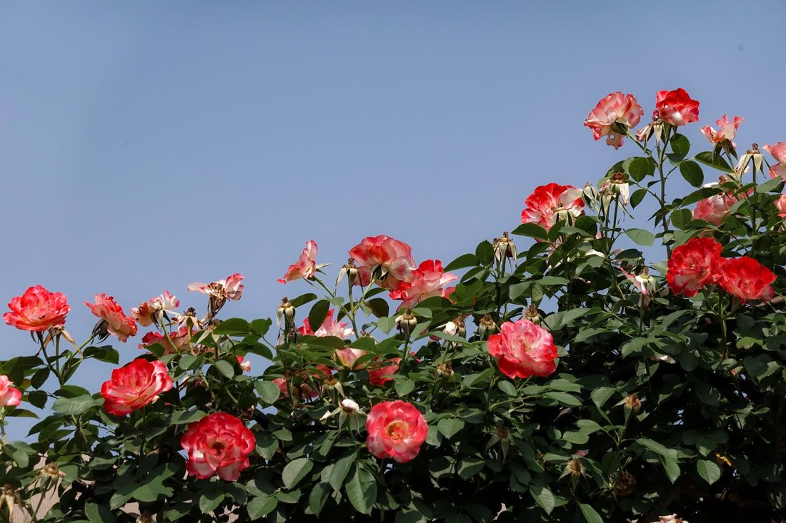 spring things to do in san jose