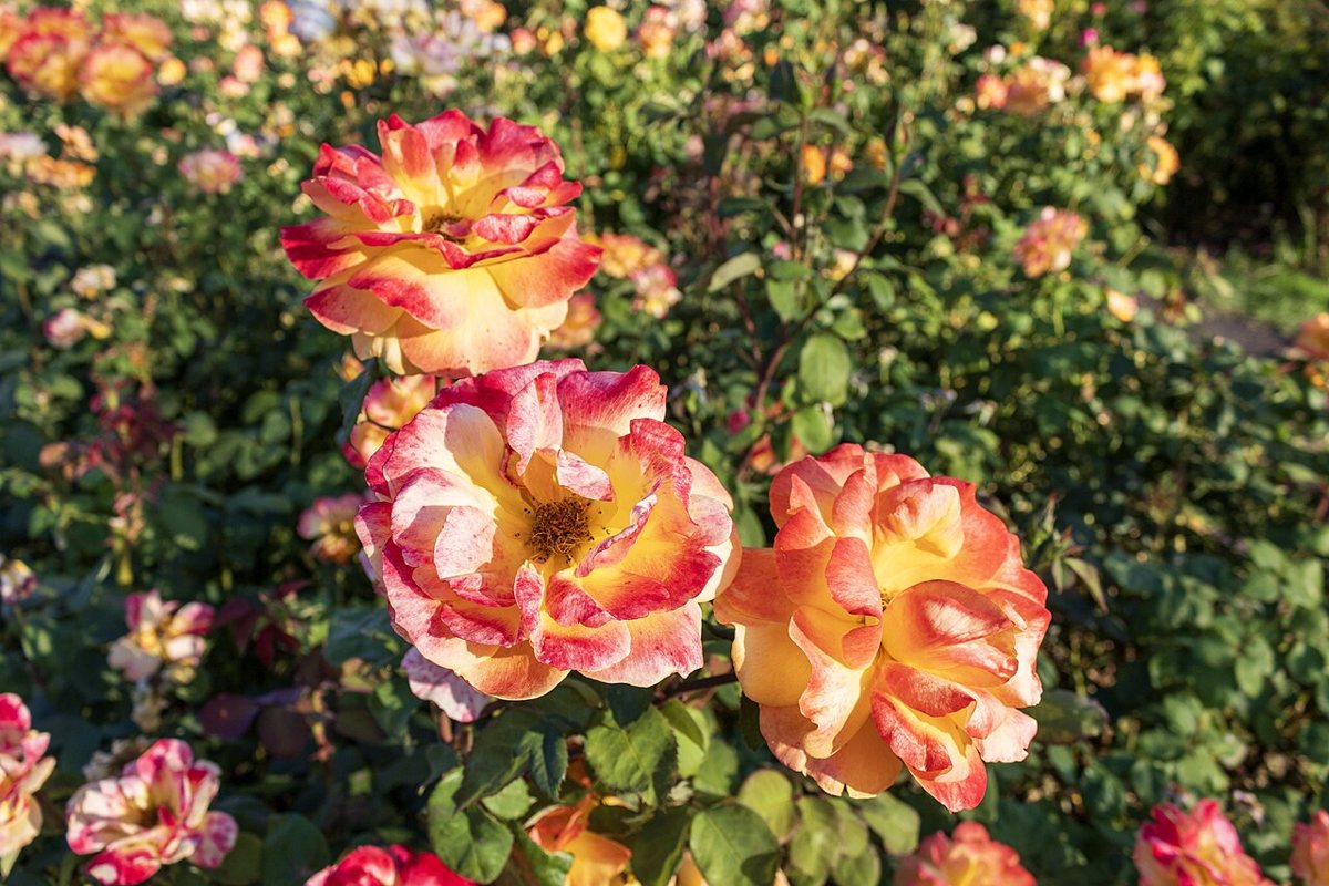 Rose arbors and shaded paths at the Municipal Rose Garden in San Jose
