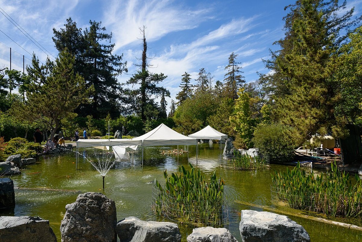 Koi pond and stone lantern at the Japanese Friendship Garden in San Jose