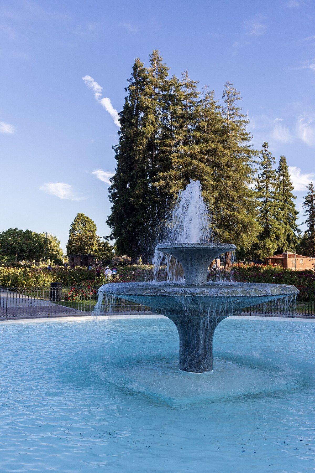 San Jose Municipal Rose Garden in bloom with hundreds of rose bushes in California